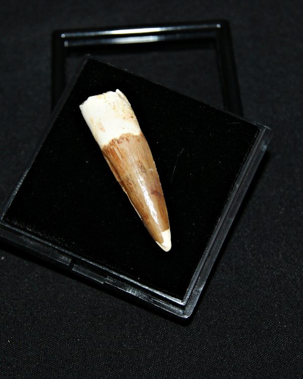 SONY DSC Spinosaurus aegyptiacus