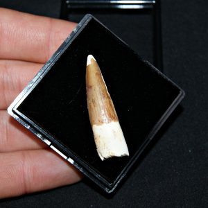 Spinosaurus aegyptiacus