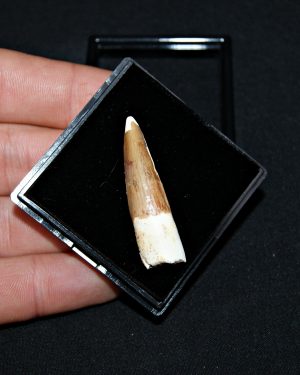 Spinosaurus aegyptiacus