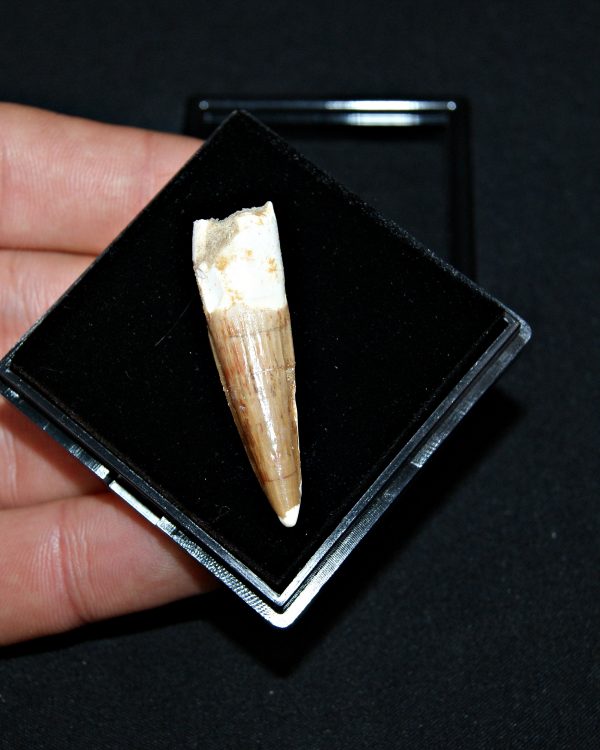 SONY DSC Spinosaurus aegyptiacus