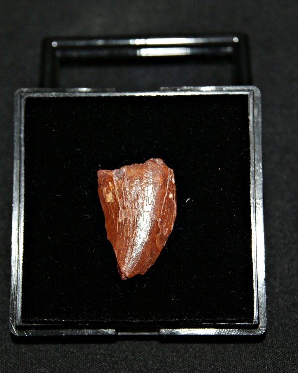 Carcharodontosaurus saharicus