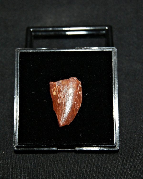 Carcharodontosaurus saharicus