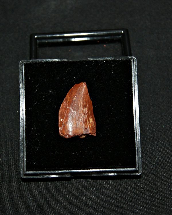 Carcharodontosaurus saharicus