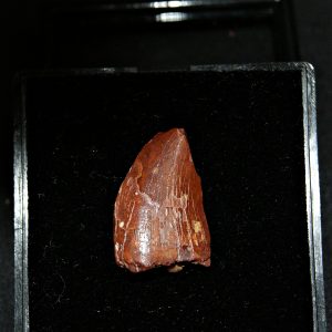 Carcharodontosaurus saharicus