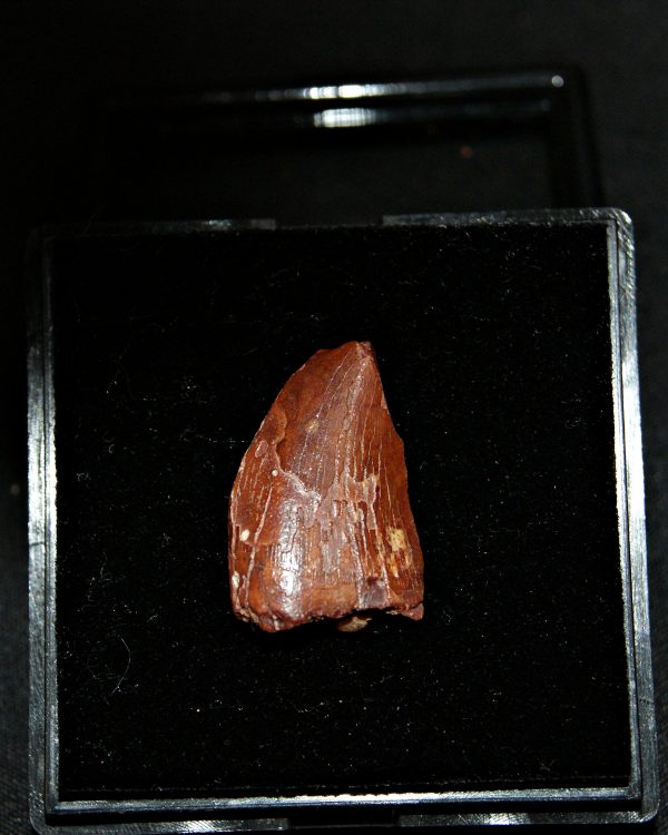 Carcharodontosaurus saharicus