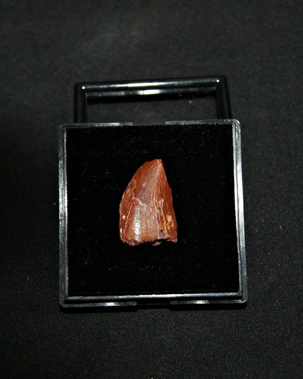 Carcharodontosaurus saharicus