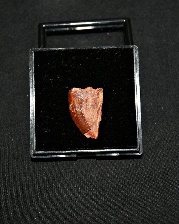 Carcharodontosaurus saharicus