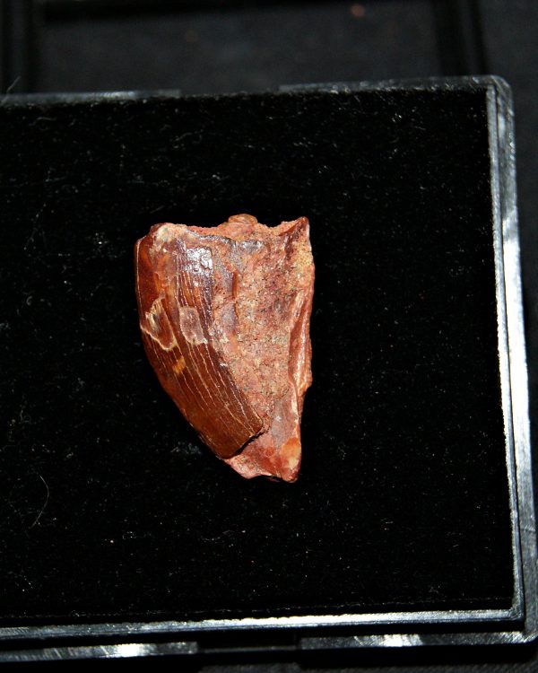 Carcharodontosaurus saharicus