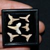Colección de 6 dientes de tiburón