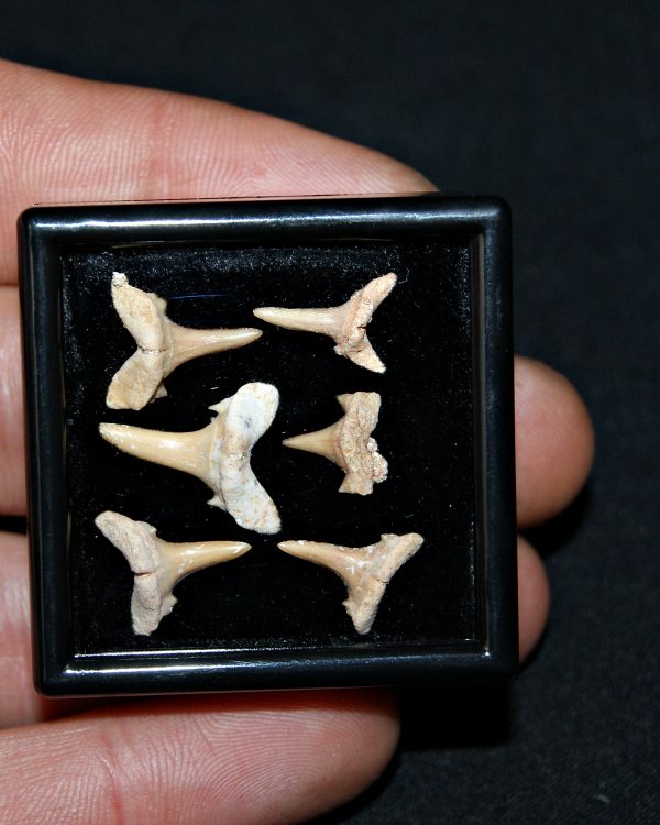 Colección de 6 dientes de tiburón