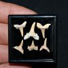 Colección de 6 dientes de tiburón