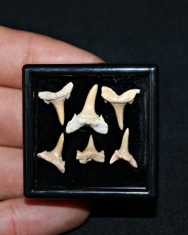 Colección de 6 dientes de tiburón