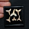 Colección de 6 dientes de tiburón