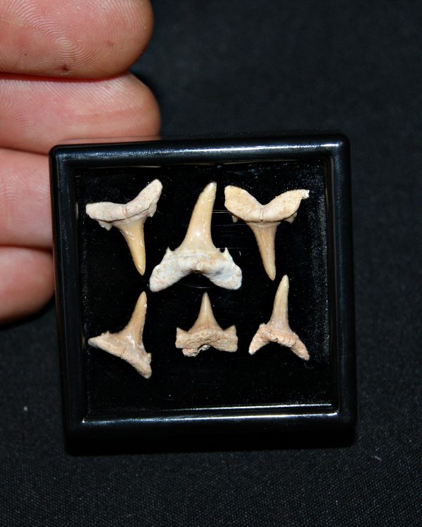 Colección de 6 dientes de tiburón