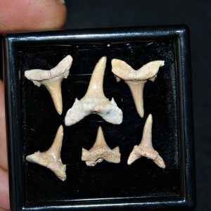 Colección de 6 dientes de tiburón