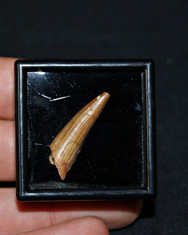 SONY DSC Diente de Elosuchus