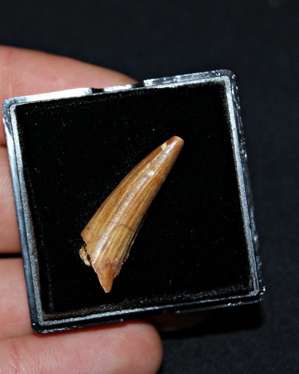 SONY DSC Diente de Elosuchus