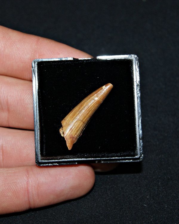 SONY DSC Diente de Elosuchus