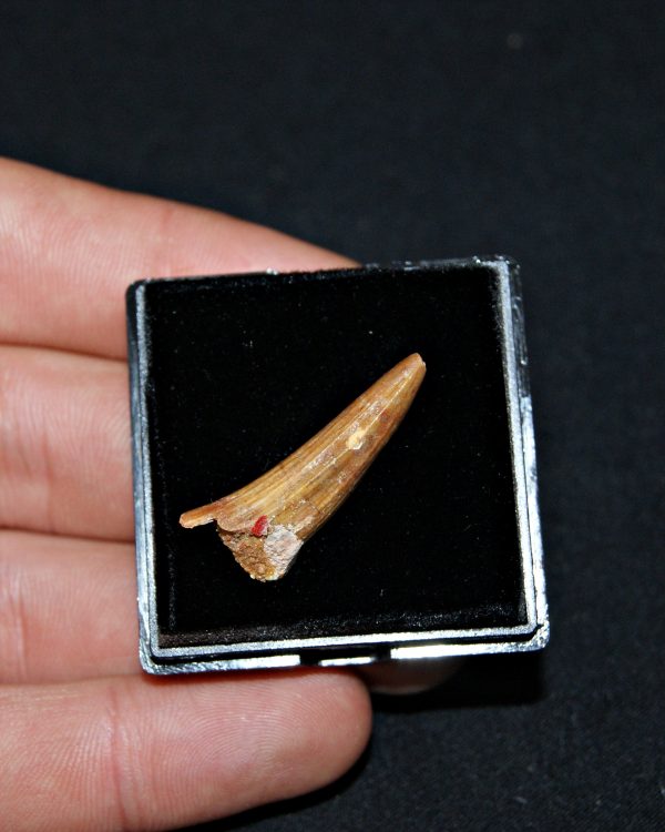 SONY DSC Diente de Elosuchus