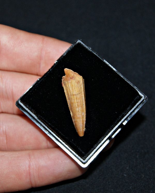 SONY DSC Diente de Elosuchus