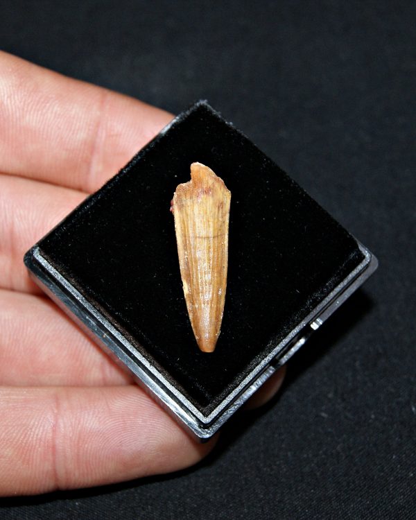 SONY DSC Diente de Elosuchus