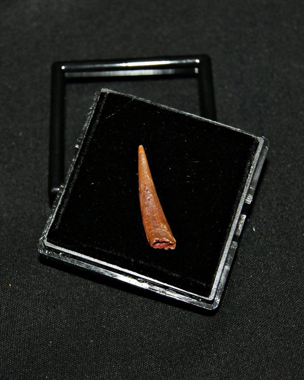 SONY DSC Diente de pterosaurio