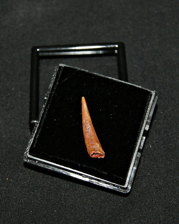 SONY DSC Diente de pterosaurio