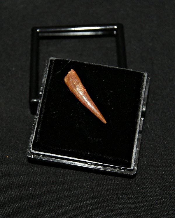 SONY DSC Diente de pterosaurio