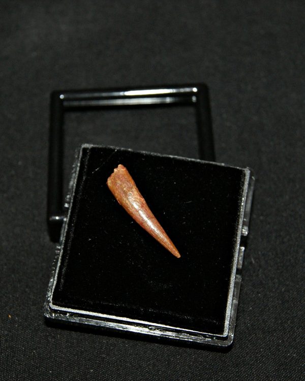 SONY DSC Diente de pterosaurio