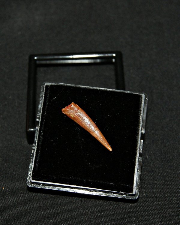 SONY DSC Diente de pterosaurio