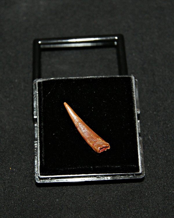 SONY DSC Diente de pterosaurio