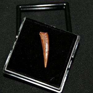 Diente de pterosaurio