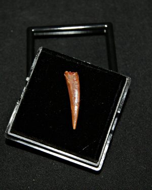 Diente de pterosaurio