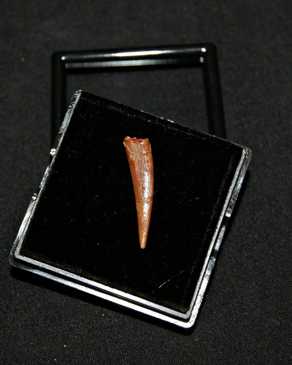 SONY DSC Diente de pterosaurio