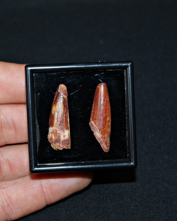 SONY DSC Colección de 2 dientes de Spinosaurus