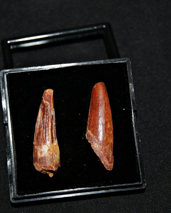 SONY DSC Colección de 2 dientes de Spinosaurus