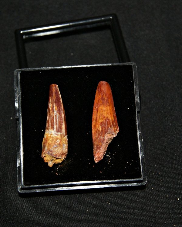 SONY DSC Colección de 2 dientes de Spinosaurus