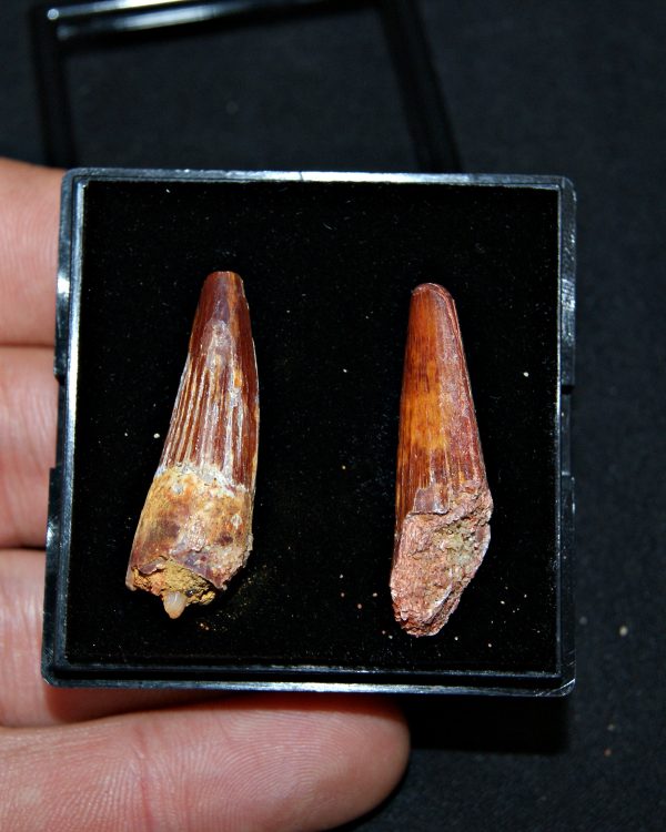 SONY DSC Colección de 2 dientes de Spinosaurus