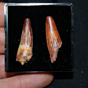 Colección de 2 dientes de Spinosaurus