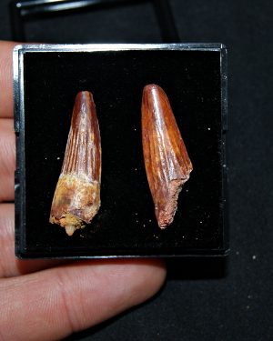 Colección de 2 dientes de Spinosaurus