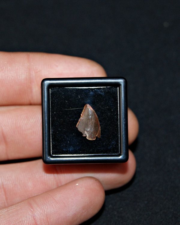 SONY DSC Diente de abelisaurio