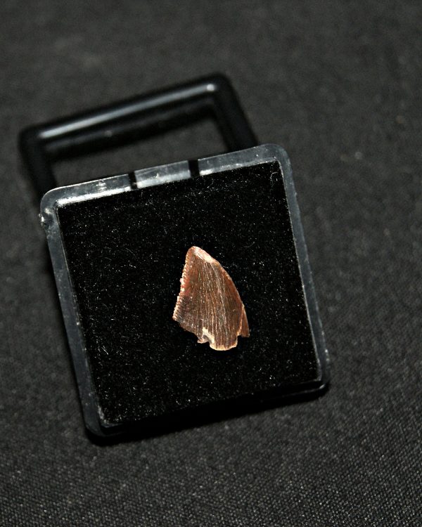 SONY DSC Diente de abelisaurio