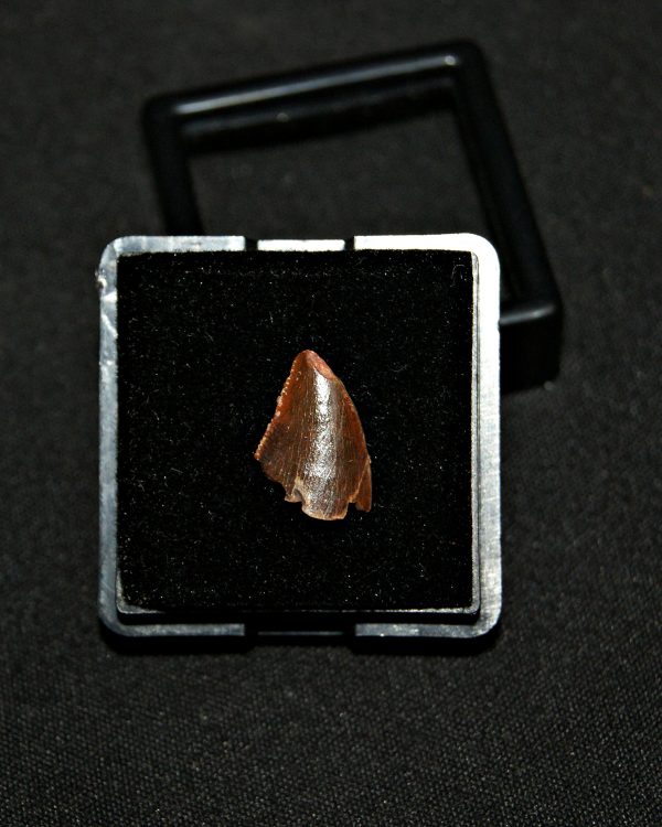 SONY DSC Diente de abelisaurio