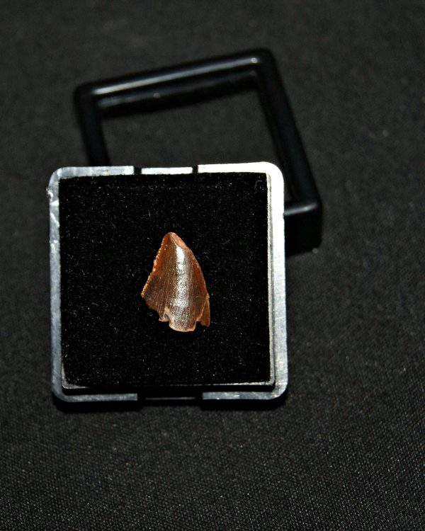 SONY DSC Diente de abelisaurio