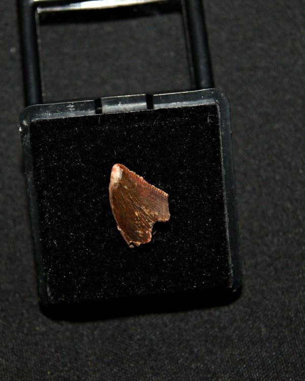 SONY DSC Diente de abelisaurio