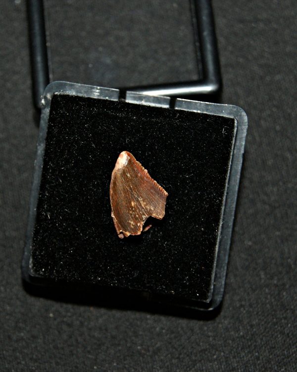 SONY DSC Diente de abelisaurio