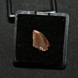 Diente de abelisaurio