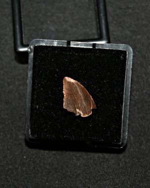 Diente de abelisaurio