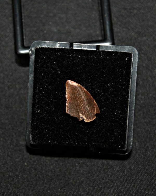 SONY DSC Diente de abelisaurio