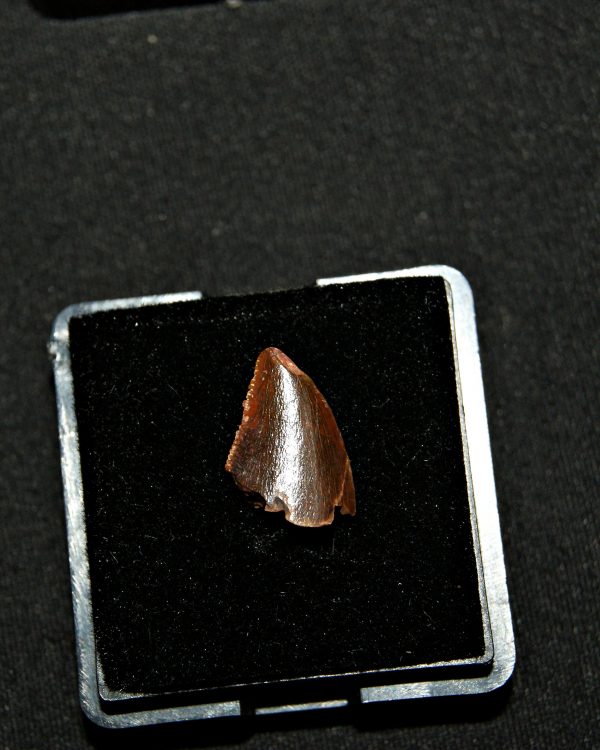 SONY DSC Diente de abelisaurio